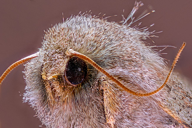 Extreme Macro Photo of Gypsy Moth Extreme Macro Photo of Gypsy Moth
